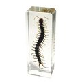 Ed Speldy East ED SPELDY EAST PW306 Paperweight  Large  Centipede PW306